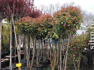 Puieți și răsaduri - foto 7