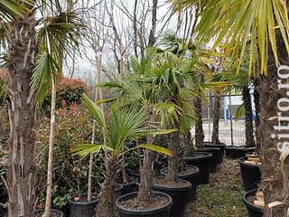 Puieți și răsaduri - foto 8