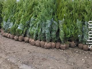 Puieți și răsaduri - foto 2