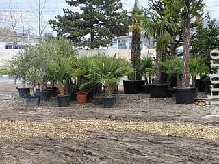 Puieți și răsaduri - foto 5