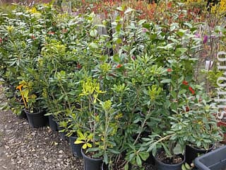 Puieți și răsaduri - foto 3