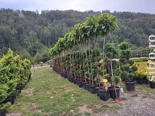 Puieți și răsaduri - foto 6