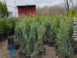 Puieți și răsaduri - foto 9