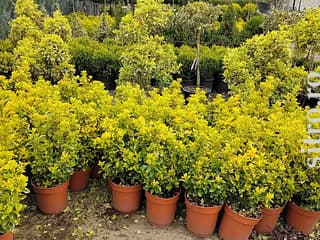 Puieți și răsaduri - foto 4