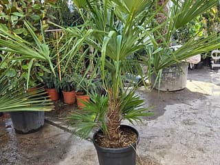 Arbori decorativi și fructiferi - foto 7