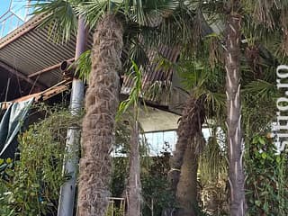 Arbori decorativi și fructiferi - foto 5