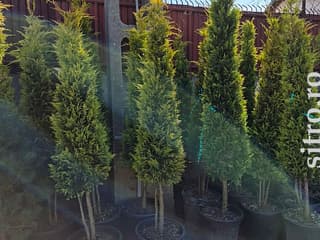 Arbori decorativi și fructiferi - foto 2