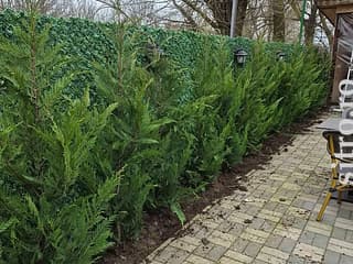 Arbori decorativi și fructiferi - foto 3