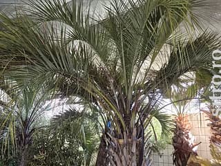 Arbori decorativi și fructiferi - foto 6