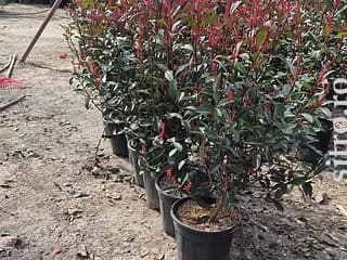 Arbori decorativi și fructiferi - foto 4