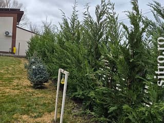 Arbori decorativi și fructiferi - foto 8