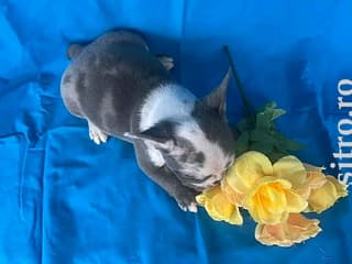French bulldog puppy available