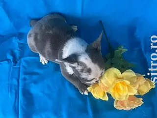 French bulldog puppy available