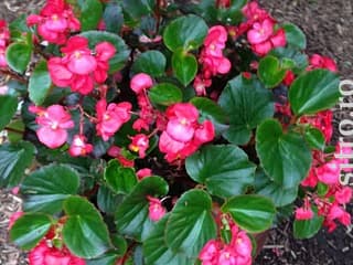 Plante de apartament și flori - foto 4