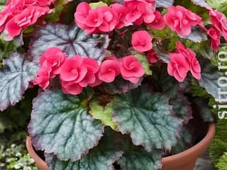 Plante de apartament și flori - foto 2